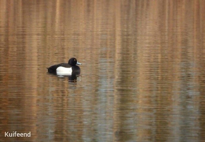 In de Vinkenbuurt zijn niet alleen vinken, ook roodborstjes - Foto: Femmie Smink