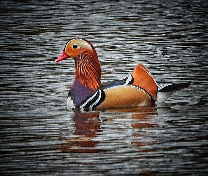 Femmie: weer een variatie aan vogels - Foto: Femmie Smink