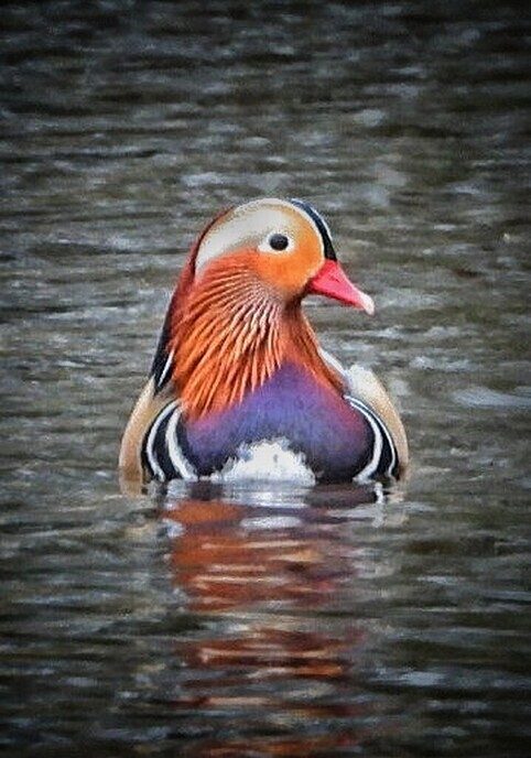 Femmie: weer een variatie aan vogels - Foto: Femmie Smink