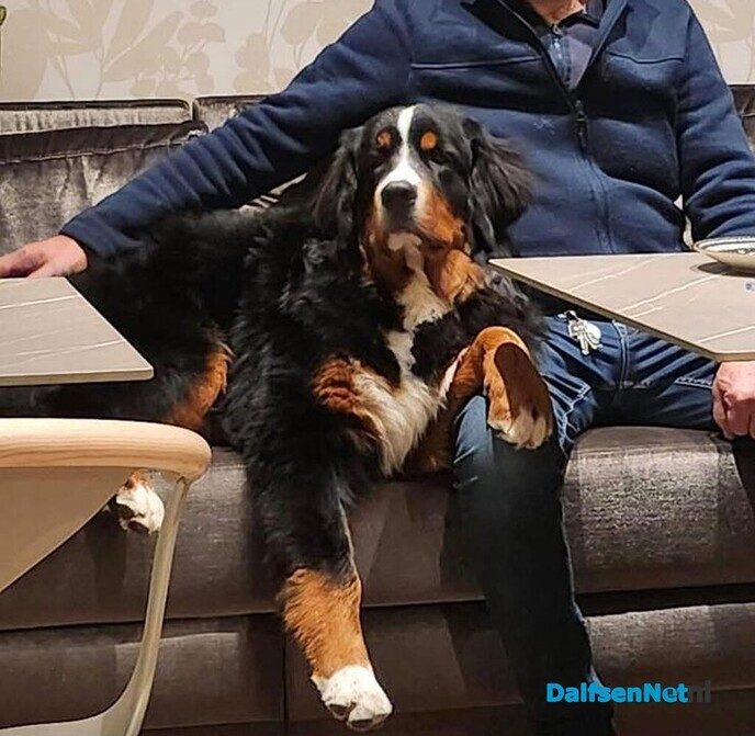 Berner sennenhond is zoek geraakt en is nu weer terug - Foto: Ingezonden foto