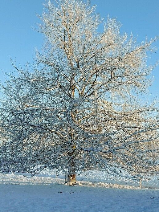 Nieuwe dag, nieuwe sneeuwfoto’s Dag 2 map 1 - Foto: Ingezonden foto
