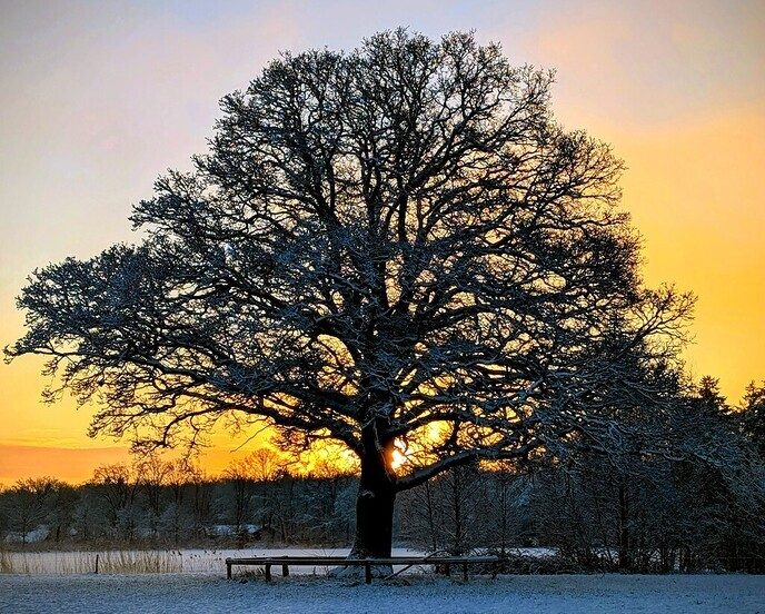 Nieuwe dag, nieuwe sneeuwfoto’s Dag 2 map 1 - Foto: Ingezonden foto