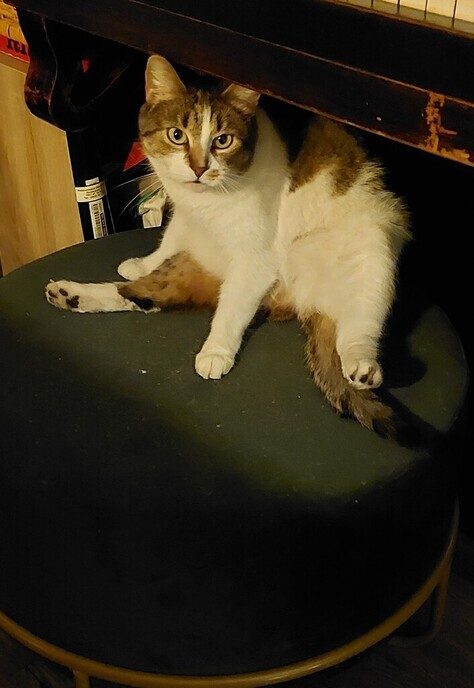 Vermist poes Spooky - Foto: Ingezonden foto