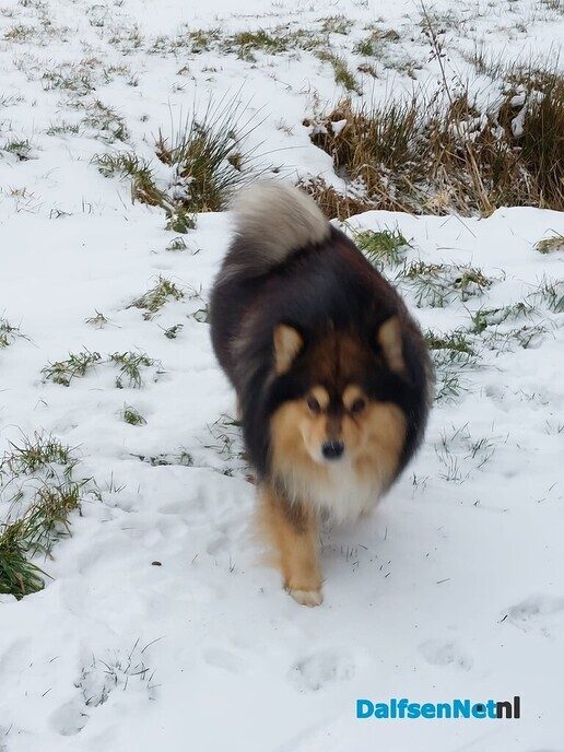 Hond gevonden - Foto: Ingezonden foto