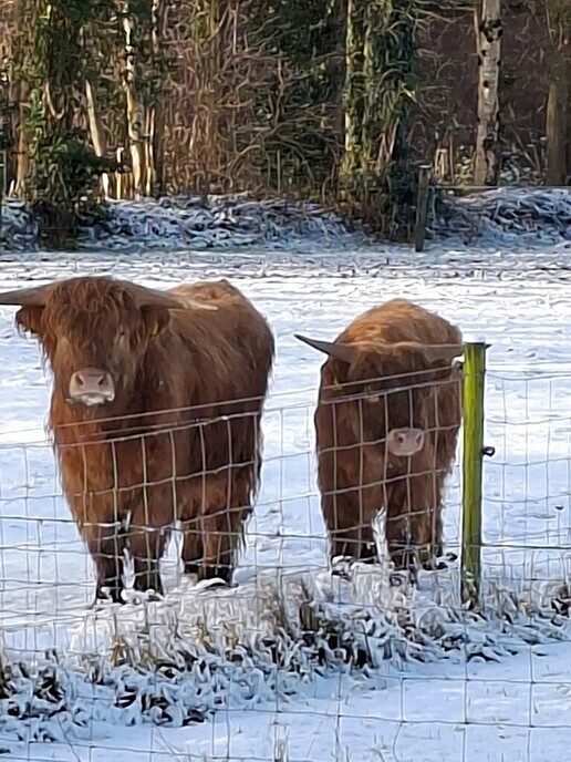 Prachtig: de sneeuwfoto’s (map1 dag 1) foto’s hagelen binnen (update) - Foto: Ingezonden foto