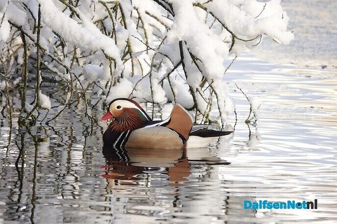 Foto’s sneeuw: Dag 4 donderdag en Map 1 - Foto: Ingezonden foto