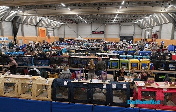 Bezoekers genieten van katten van wereldklasse in de Trefkoele+ - Foto: Johan Bokma