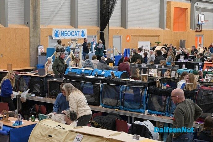 Bezoekers genieten van katten van wereldklasse in de Trefkoele+ - Foto: Johan Bokma
