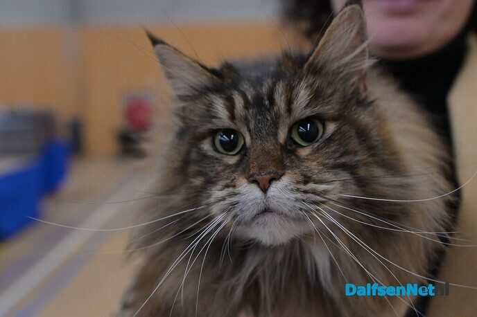 Bezoekers genieten van katten van wereldklasse in de Trefkoele+ - Foto: Johan Bokma