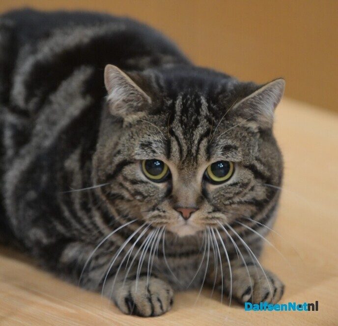 Bezoekers genieten van katten van wereldklasse in de Trefkoele+ - Foto: Johan Bokma