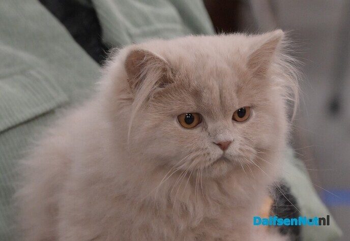 Bezoekers genieten van katten van wereldklasse in de Trefkoele+ - Foto: Johan Bokma