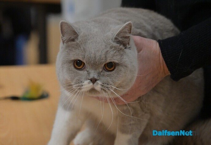 Bezoekers genieten van katten van wereldklasse in de Trefkoele+ - Foto: Johan Bokma