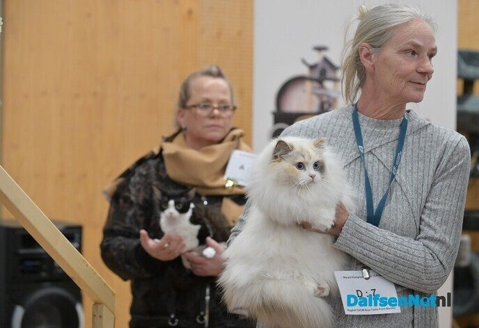 Bezoekers genieten van katten van wereldklasse in de Trefkoele+ - Foto: Johan Bokma