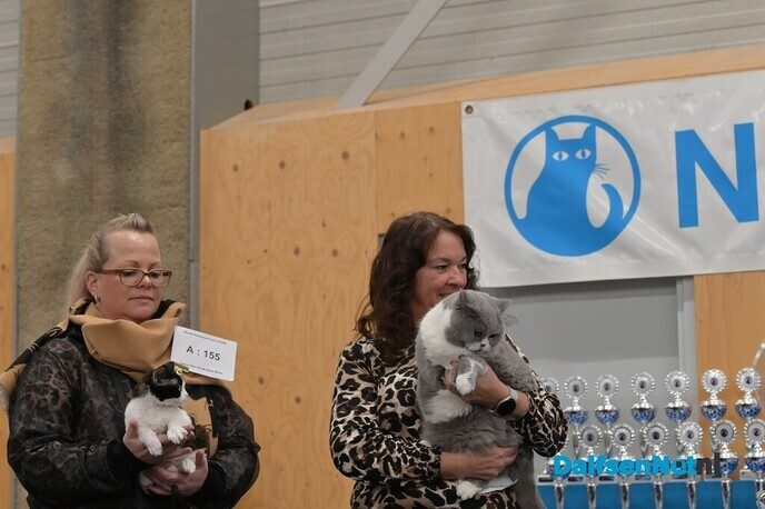 Bezoekers genieten van katten van wereldklasse in de Trefkoele+ - Foto: Johan Bokma