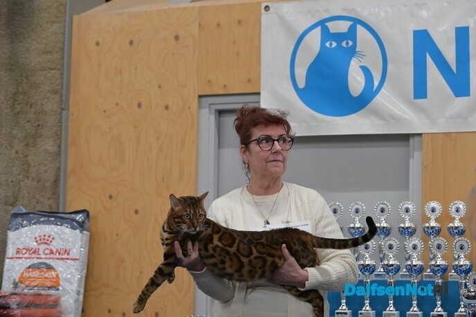 Bezoekers genieten van katten van wereldklasse in de Trefkoele+ - Foto: Johan Bokma