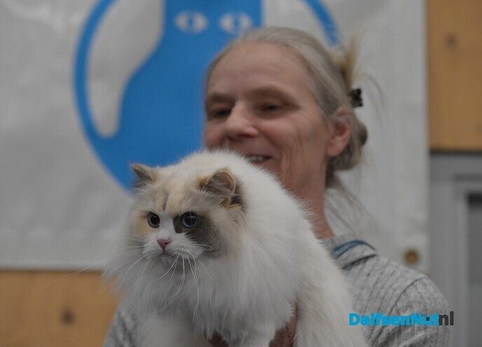 Bezoekers genieten van katten van wereldklasse in de Trefkoele+ - Foto: Johan Bokma