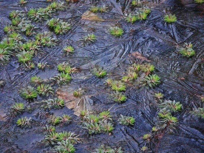 Mooie wintervariatie uit eigen tuin - Foto: Femmie Smink