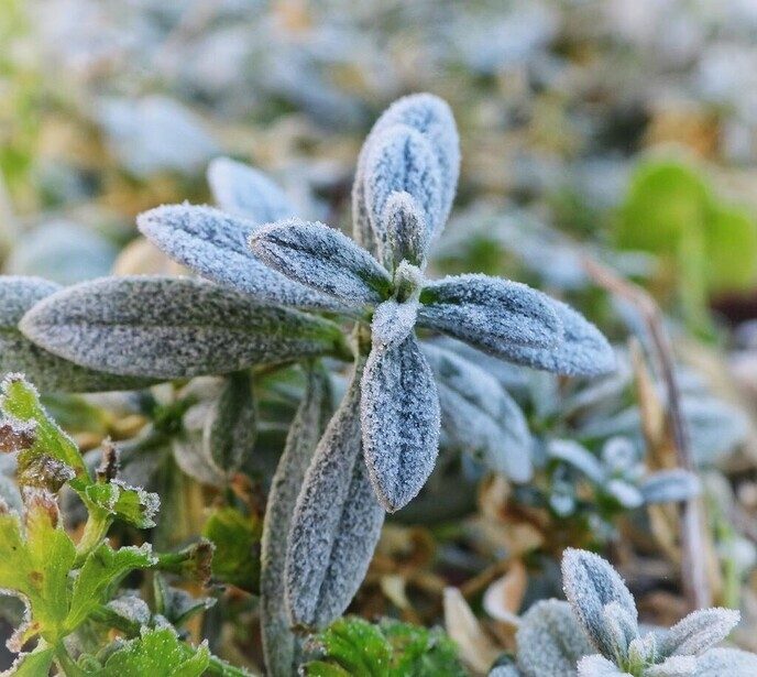 Mooie wintervariatie uit eigen tuin - Foto: Femmie Smink