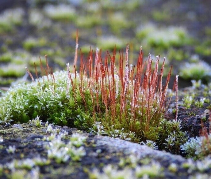 Mooie wintervariatie uit eigen tuin - Foto: Femmie Smink