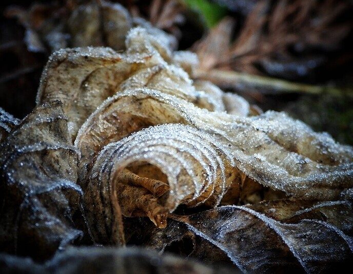 Mooie wintervariatie uit eigen tuin - Foto: Femmie Smink
