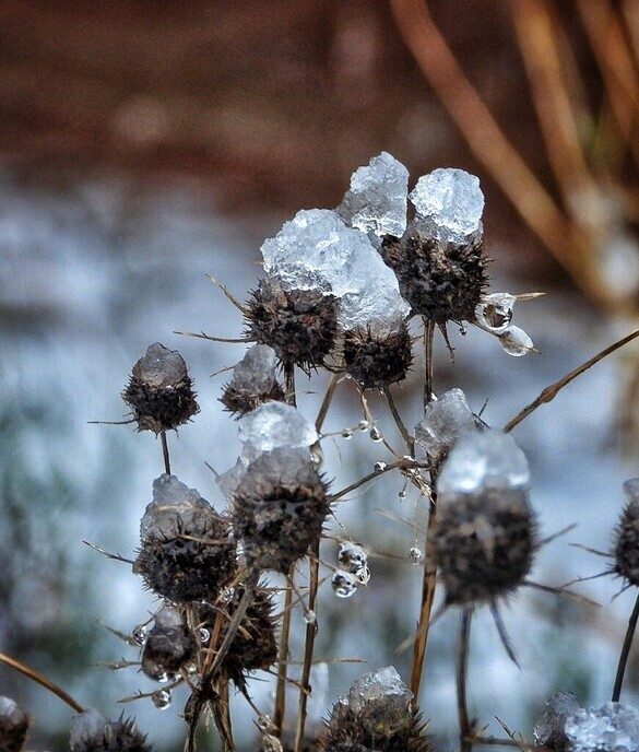Kleur en variatie in de sneeuw - Foto: Femmie Smink