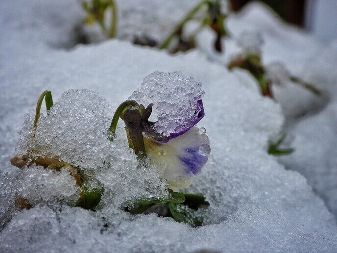 Kleur en variatie in de sneeuw - Foto: Femmie Smink