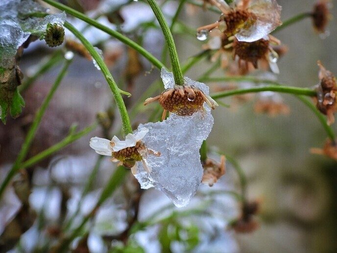 Kleur en variatie in de sneeuw - Foto: Femmie Smink
