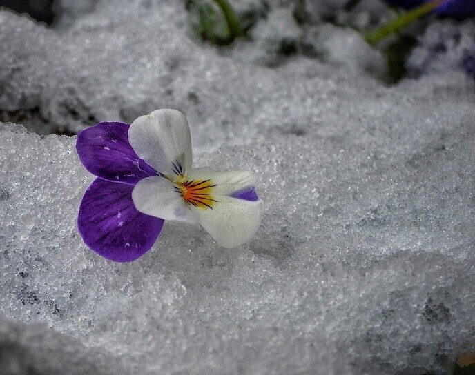 Kleur en variatie in de sneeuw - Foto: Femmie Smink