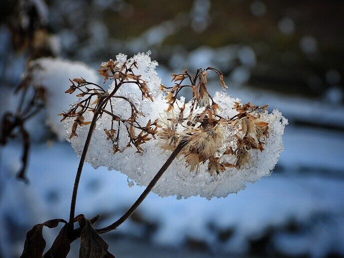 Femmie is nog niet ingesneeuwd - Foto: Femmie Smink