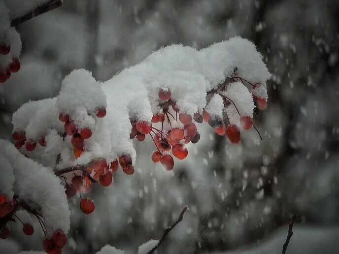 Sfeer- winterfoto’s Femmie - Foto: Femmie Smink