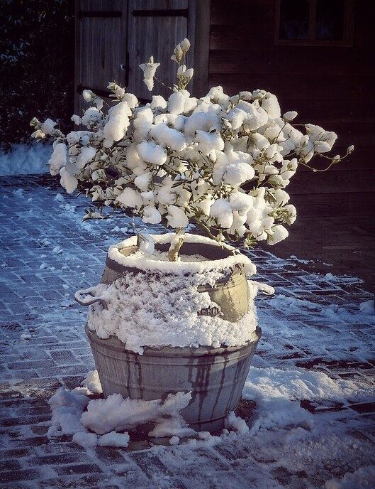 Femmie is nog niet ingesneeuwd - Foto: Femmie Smink