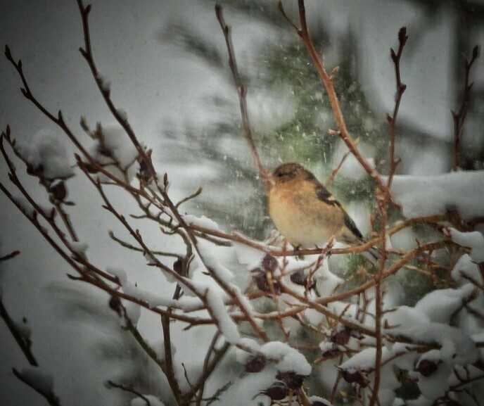 Sfeer- winterfoto’s Femmie - Foto: Femmie Smink