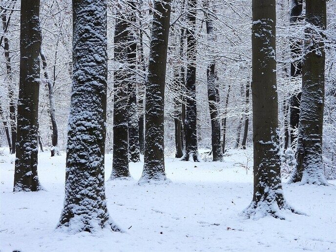Prachtig: de sneeuwfoto’s (map1 dag 1) foto’s hagelen binnen (update) - Foto: Ingezonden foto