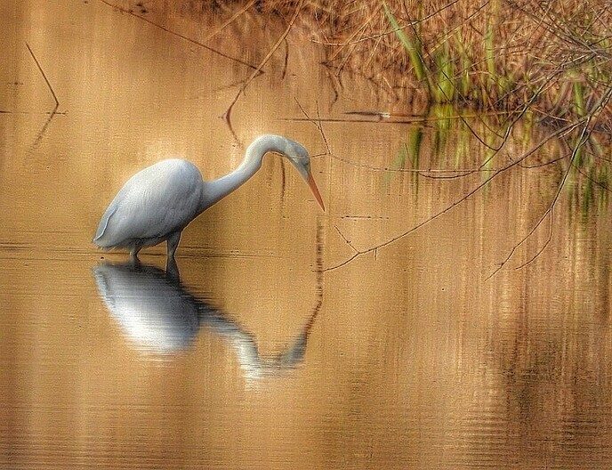 Sierlijke reigers - Foto: Femmie Smink