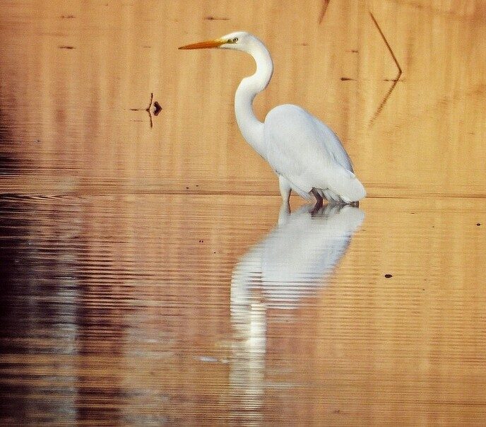 Sierlijke reigers - Foto: Femmie Smink