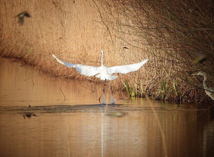 Sierlijke reigers - Foto: Femmie Smink