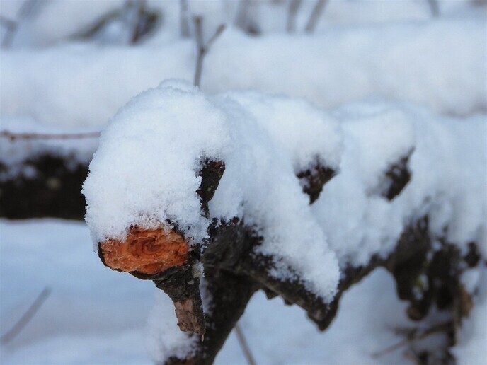 Prachtig: de sneeuwfoto’s (map1 dag 1) foto’s hagelen binnen (update) - Foto: Ingezonden foto