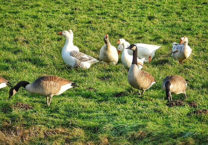 Canadese Gans of Boerengans, welke is het mooist? - Foto: Femmie Smink