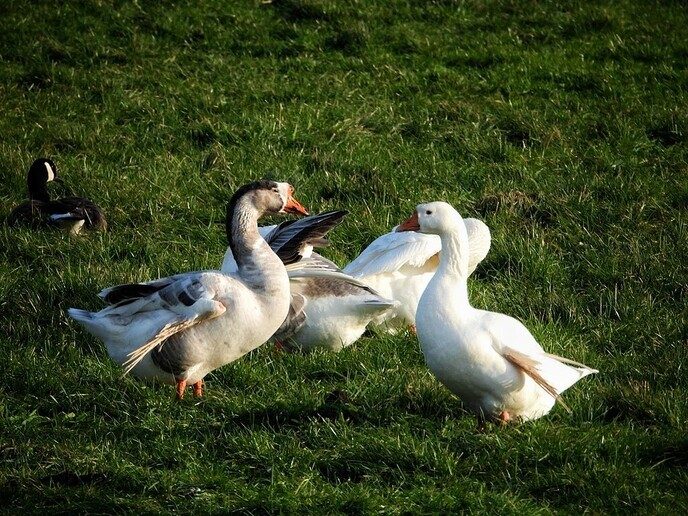 Canadese Gans of Boerengans, welke is het mooist? - Foto: Femmie Smink