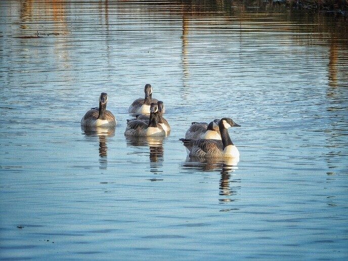 Canadese Gans of Boerengans, welke is het mooist? - Foto: Femmie Smink
