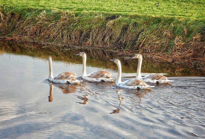 Prachtige jonge knobbelzwanen - Foto: Femmie Smink