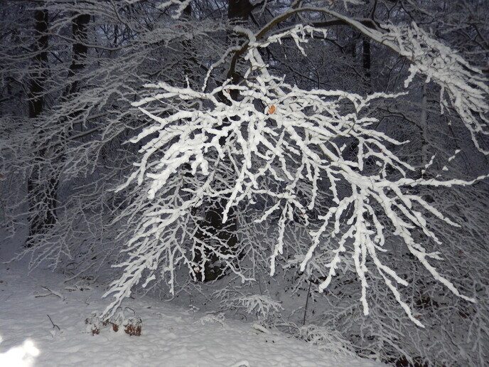 Foto’s sneeuw Dag 3 woensdag en Map 1