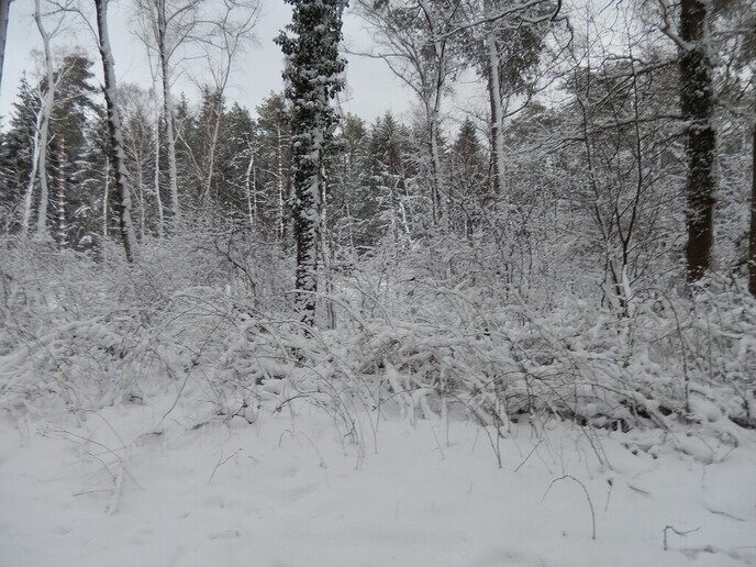 Foto’s sneeuw Dag 3 woensdag en Map 1