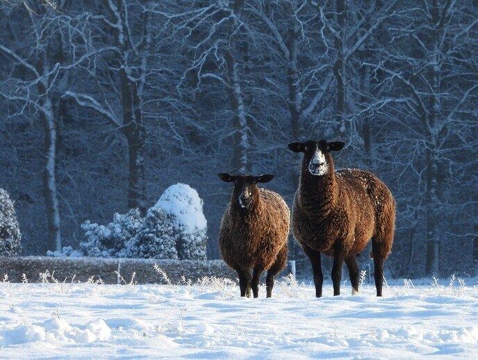 Foto’s sneeuw Dag 2 dinsdag en Map 2 - Foto: Eigen geleverde foto