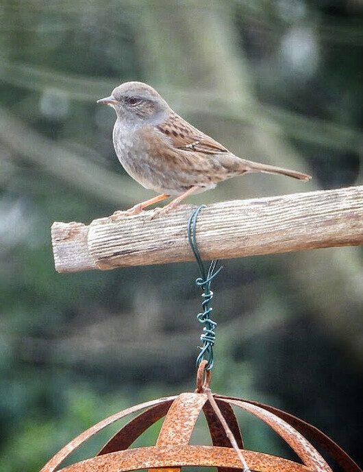 Waarnemingen van de natuurfotograaf - Foto: Femmie Smink
