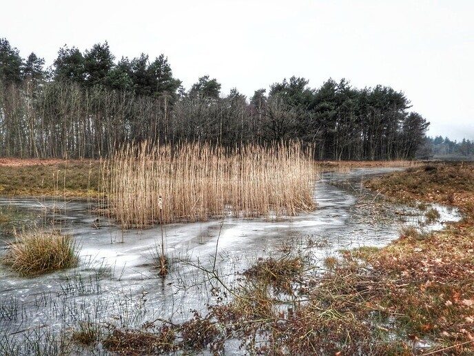 Het was ijzig koud in Witharen - Foto: Femmie Smink