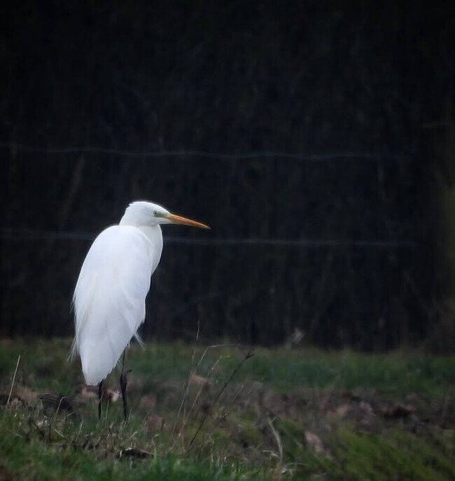 Het was ijzig koud in Witharen - Foto: Femmie Smink