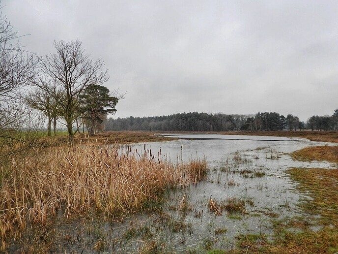 Het was ijzig koud in Witharen - Foto: Femmie Smink