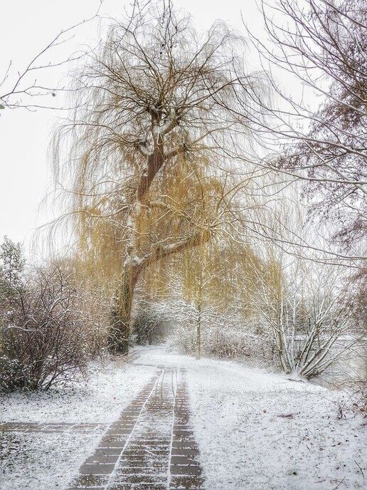 Beelden vanuit de tuin van de Hulsterplas, alsof het echt winter was - Foto: Femmie Smink