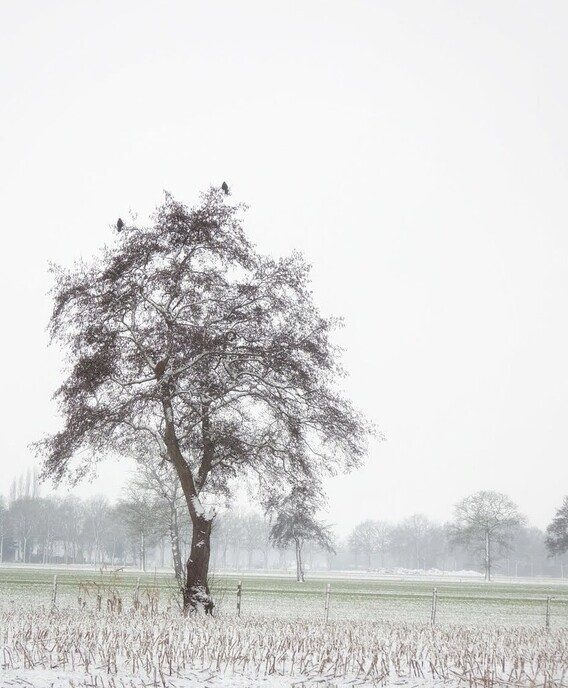 Beelden vanuit de tuin van de Hulsterplas, alsof het echt winter was - Foto: Femmie Smink